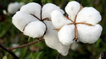 Tree Cotton